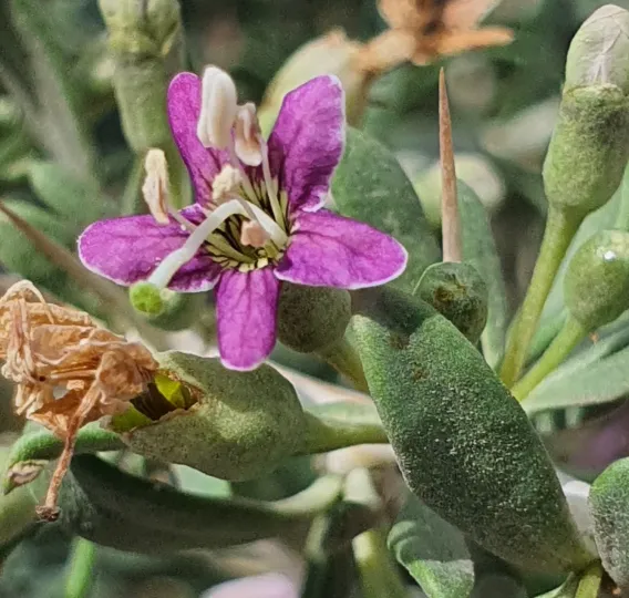 Lycium truncatum