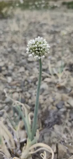 Snowdrop onion
