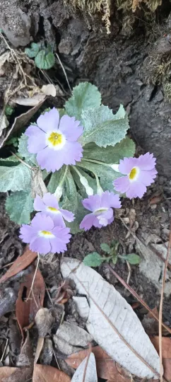 Dwarf primrose