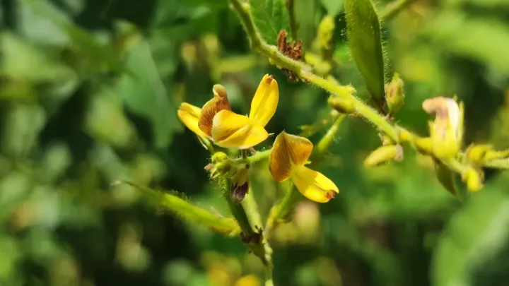 Rhynchosia edulis