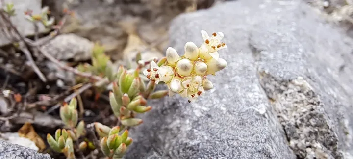 Crassula biplanata