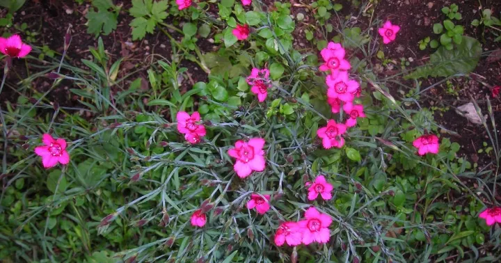 Tatra Pink