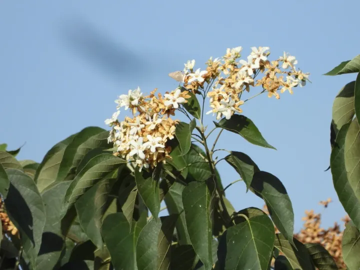 Cordia elaeagnoides
