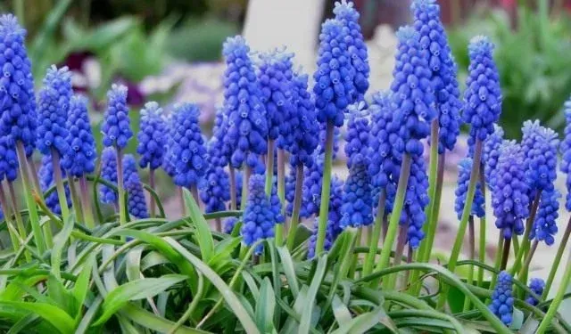 Muscarimia muscari