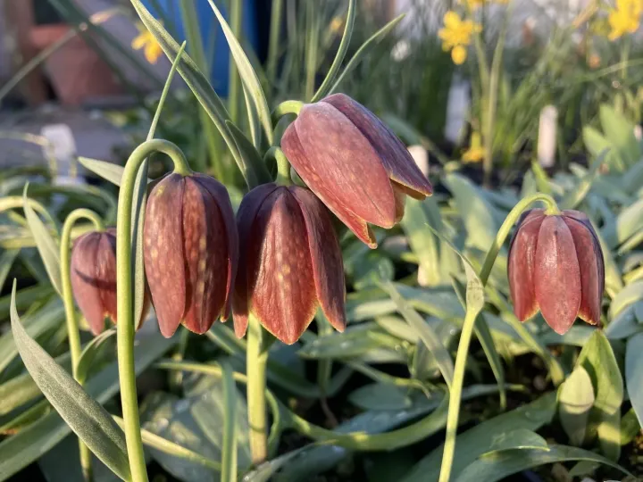 Fritillaria davisii