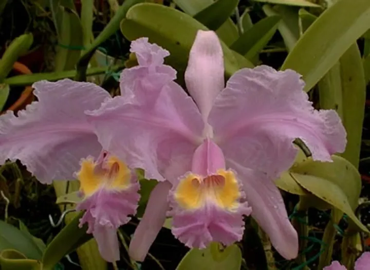 Cattleya lueddemanniana