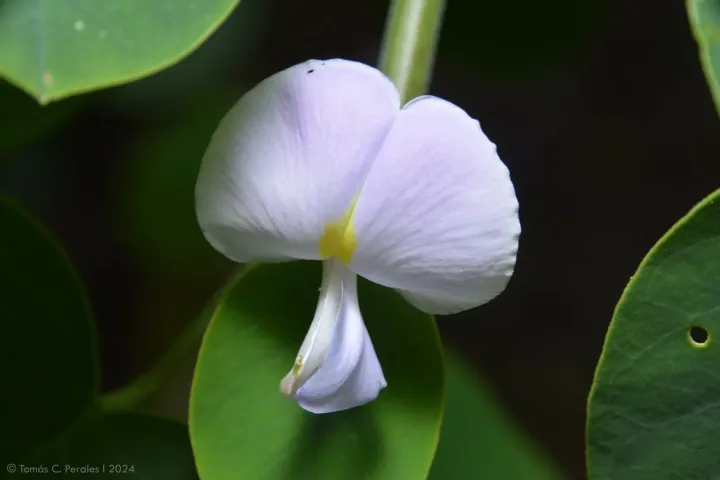 Poissonia hypoleuca