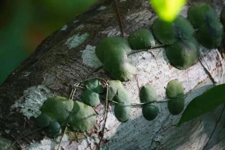 Dischidia imbricata