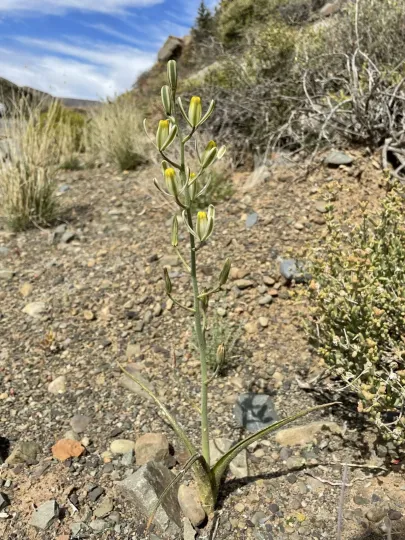 Albuca glandulosa