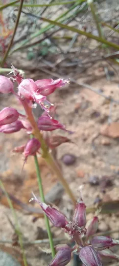 Lachenalia stayneri