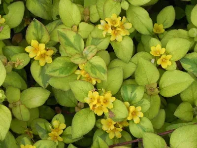 Creeping yellow loosestrife
