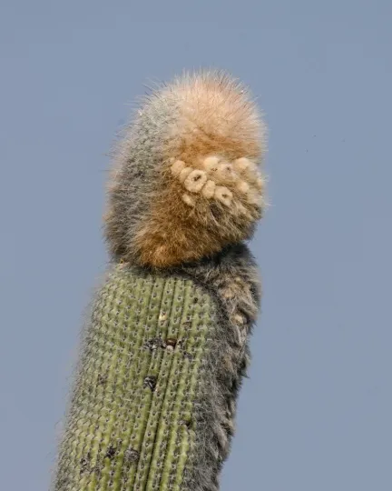 Cephalocereus columna-trajani