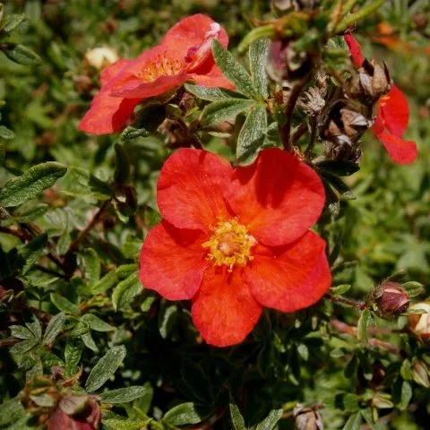 Tongue's cinquefoil
