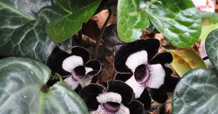 Hybrid wild ginger