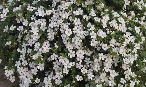 Bacopa hybrids