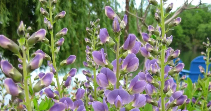 Baptisia hybrids