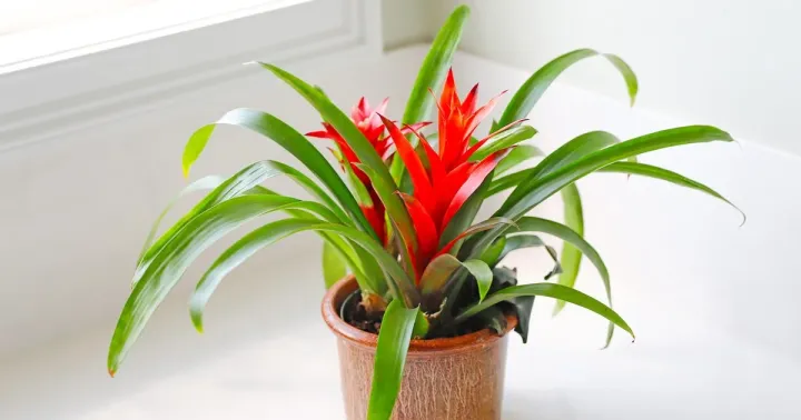 Bromelia hybrids