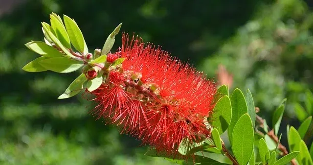Callistemon hybrids