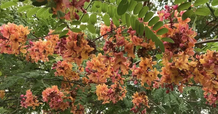 Касія гібридна