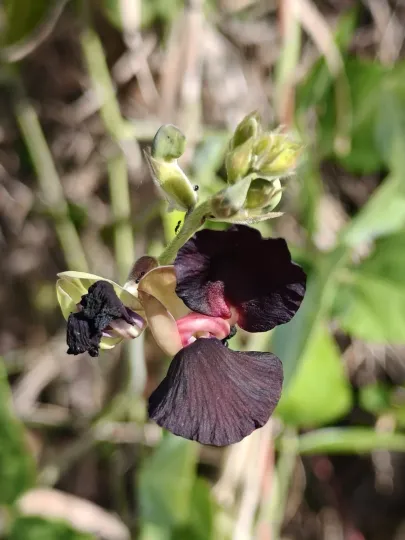 Macroptilium atropurpureum
