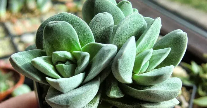 Crassula hybrids