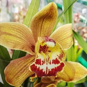 Cymbidium hybrids