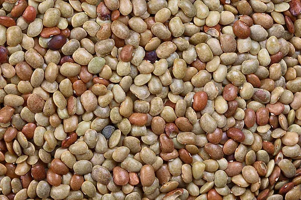 Horse gram