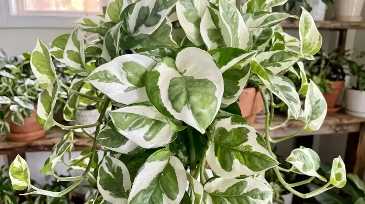 Epipremnum