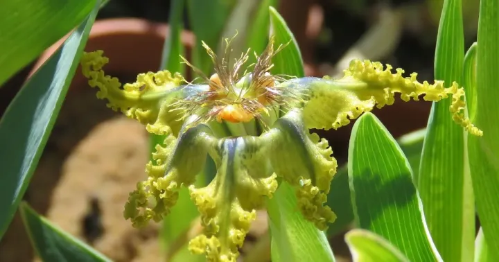 Ferraria