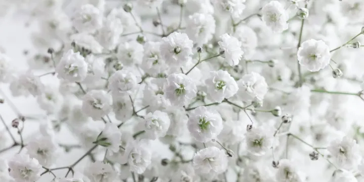 Gypsophila hybrids