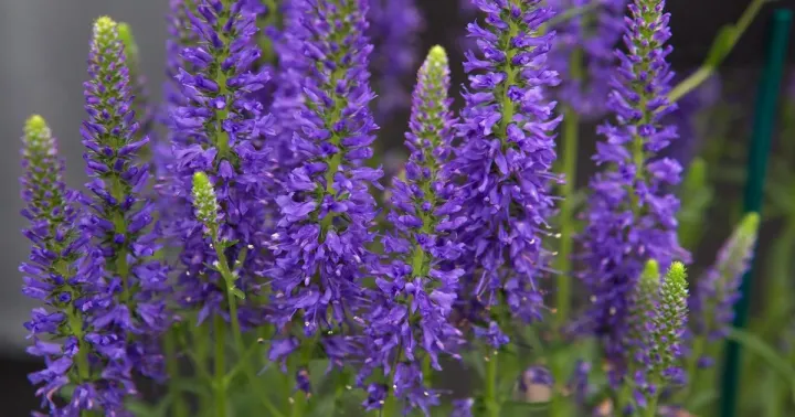 Veronica hybrids