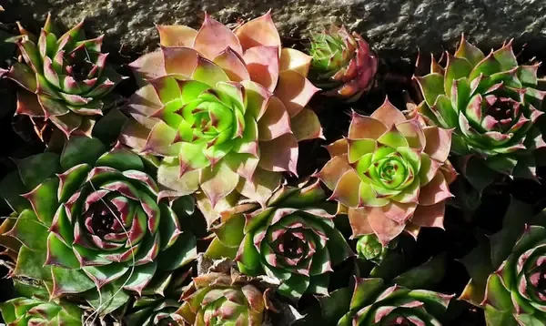 Sedum commixtum