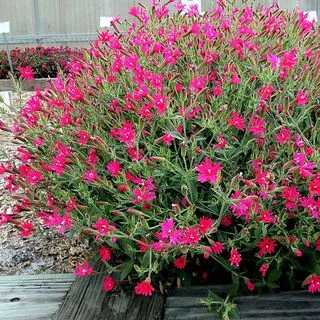 Hybrid catchfly