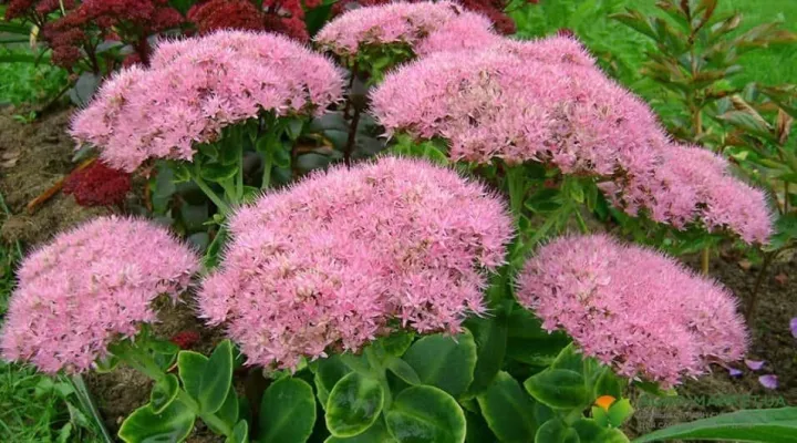 Sedum hybridum