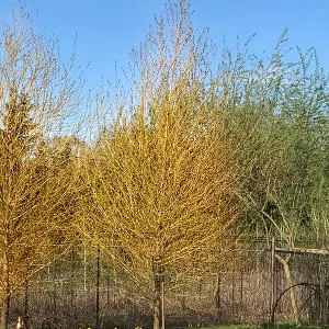 Hybrid willow