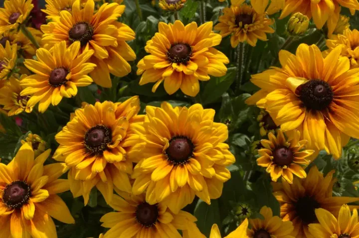 Rudbeckia hybrids