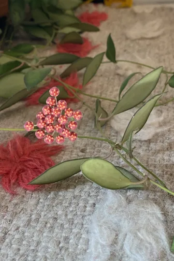 Хойя Цанга
