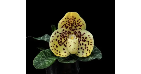 Paphiopedilum wenshanense