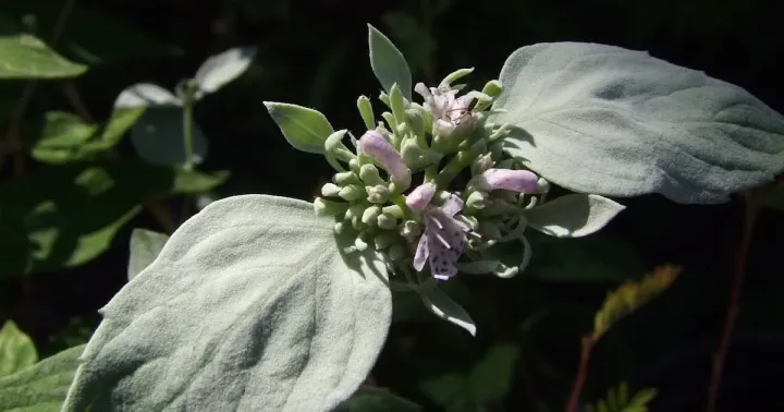 Mountain Mint