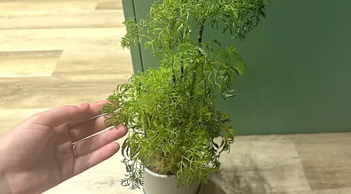 Polyscias
