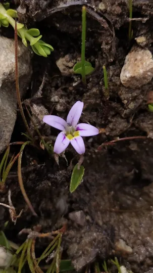 Лобелія малолиста