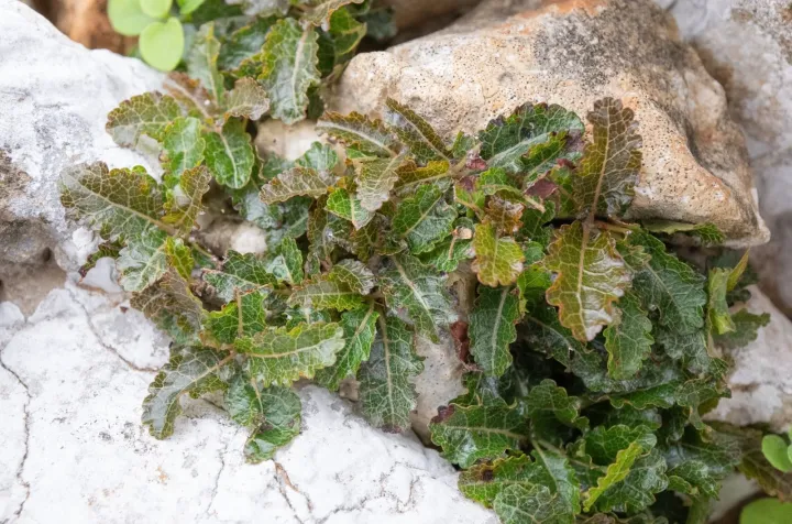 Boswellia nana