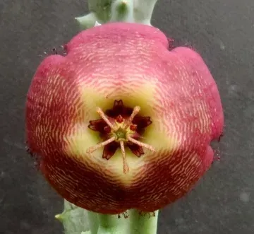 Tromotriche revoluta