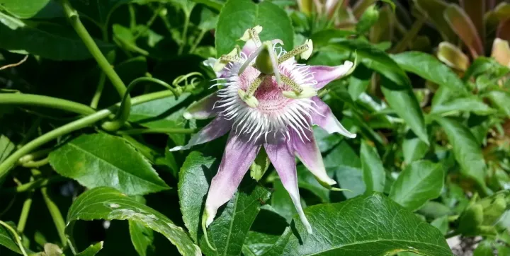Passion fruit hybrids