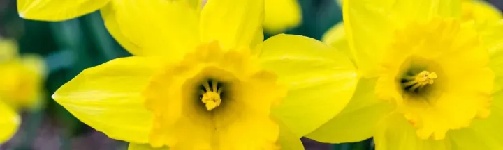 Narcissus hybrids