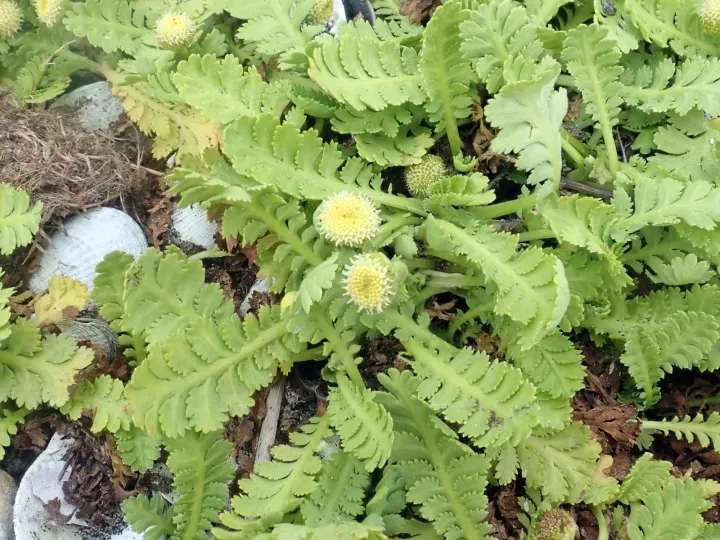 Leptinella potentillina