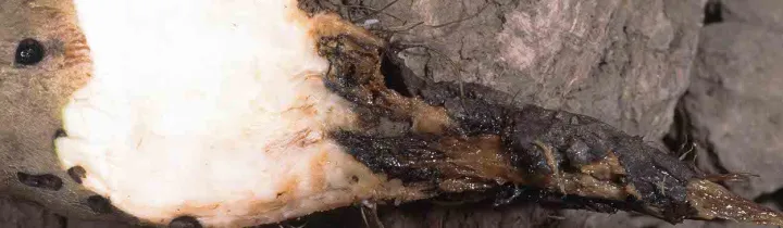 Phytophthora drechsleri