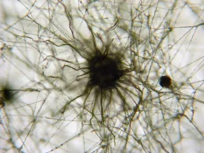 Chaetomium