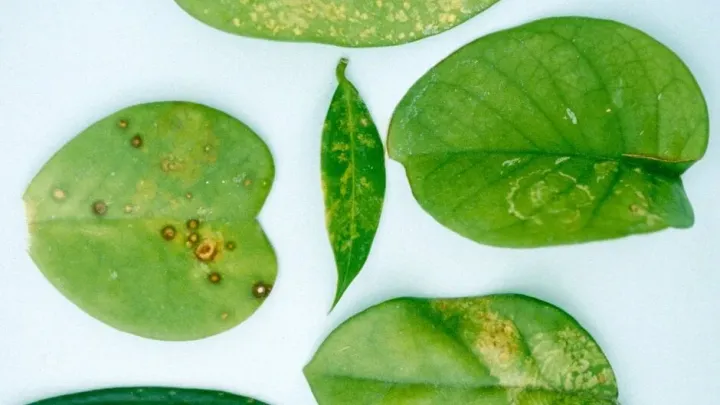 Impatiens necrotic spot virus