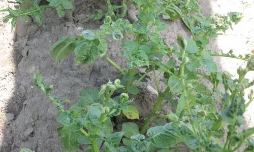 Potato leafroll virus
